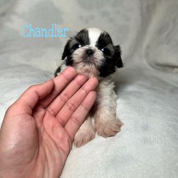 Chandler (potentially available soon) - Gold and white male Shih Tzu puppy in California from Fairy Tails Shih Tzus CA