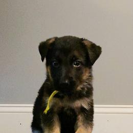 German Shepherd Puppies from Muddy Acres German Shepherds