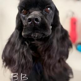 BB - Cocker Spaniel