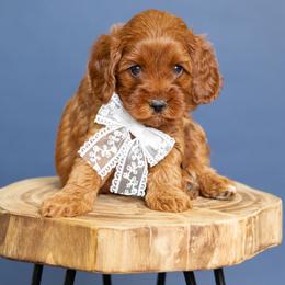 Lace - Red female Cavapoo puppy in Seymour, Missouri from Grace Acres Puppies