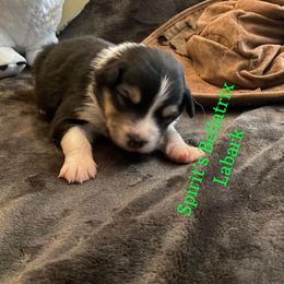 Australian Shepherd Puppies from Spirited Aussies