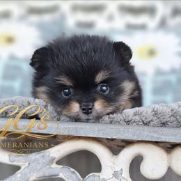 Maia - Black and tan female Pomeranian puppy in Oologah, Oklahoma from GG's Pomeranians