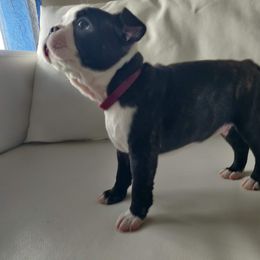Boston Terrier Puppies from Little Daemons Boston Terriers