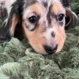 Sully - Dapple male Dachshund puppy in Stockton Springs, Maine from Luyala Dachshunds