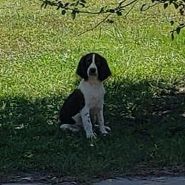 English Springer Spaniel Puppies from 31 Pines Springers & Retrievers