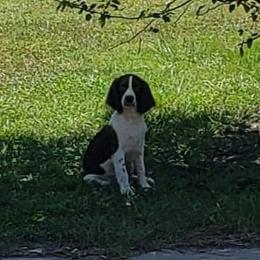 English Springer Spaniel Puppies from 31 Pines Springers & Retrievers