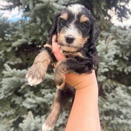 Willie - Tri-color male Bernedoodle puppy in Idaho Falls, Idaho from Idahome Doodle