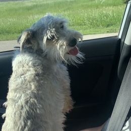 Bo - Miniature Schnauzer