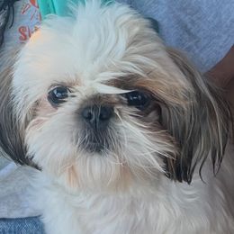Cookie - Shih Tzu