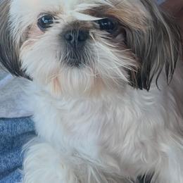 Cookie - Shih Tzu