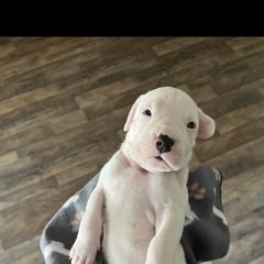 Girl 3 - Dogo Argentino puppy from First-Class Lineage