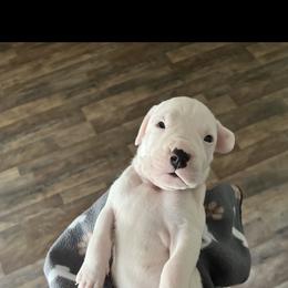 Girl 3 - Dogo Argentino puppy from First-Class Lineage