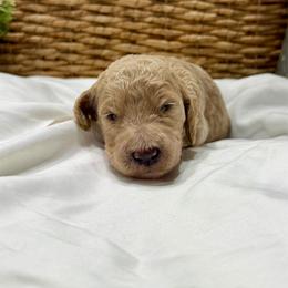 Davis - Apricot male Goldendoodle puppy in Willacoochee, Georgia from Kitandkboodle's Doodles