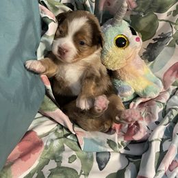 Toy Australian Shepherd Puppies from Loyal Litters Toy Australian Shepherds