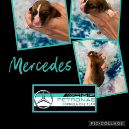 Girl 1 - Pembroke Welsh Corgi puppy in Fallbrook, California from Le Rêve Corgis