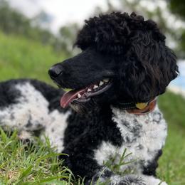 Lido - Poodle