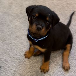 Boy 2 - Black and mahogany male Rottweiler puppy in Birmingham, Alabama from K&B Rotts