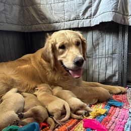 Beth - Golden Retriever