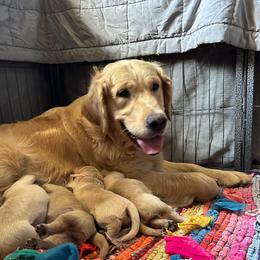 Beth - Golden Retriever