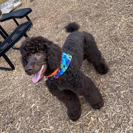 Harley - Poodle