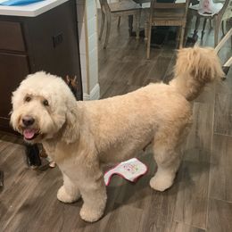 Gracie  - Goldendoodle