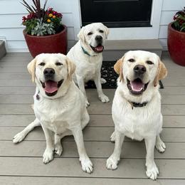 Labrador Retrievers from Sugar Mill Labradors