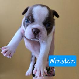 Winston - Red male Boston Terrier puppy in Omaha, Illinois from Puppi Guppies
