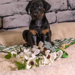 Lime Boy - Black and rust male Doberman Pinscher puppy in Shelby, North Carolina from IronBee Dobermans