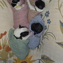 Miniature Schnauzer puppies from Western Slope Labradoodles and Mini Schnauzers