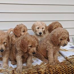 Goldendoodle Puppies from Lu Doodles