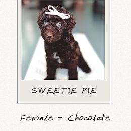 Sweetie Pie - Brown female Bernedoodle puppy in Jackson, Missouri from Pincksten Family Doodles