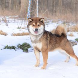 Mochii - Shiba Inu
