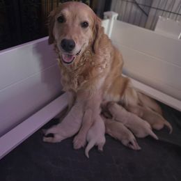 Golden Retriever Puppies from Sycamore Goldens