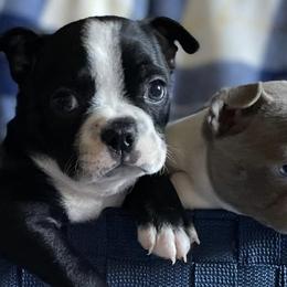Boston Terriers from Blue Star Farms