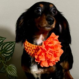Kira - Black and tan female Dachshund puppy in Omaha, Nebraska from Colorful Dachshunds