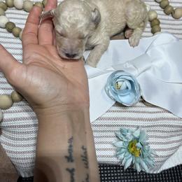 Boy 7 - male Poodle puppy in Statesville, North Carolina from Magnolia Crown’s Standard Poodles