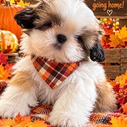Benji - Sable and white male Shih Tzu puppy in Augusta, Maine from Zulas Shih Tzu of Maine