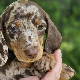 Dachshunds and Pomeranians from Bear Valley Puppies
