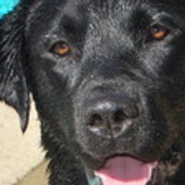Labrador Retrievers and Pomeranians from Pomadors