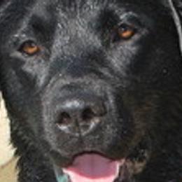 Labrador Retrievers and Pomeranians from Pomadors