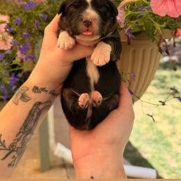 Puppy 2 - Black & white male Miniature American Shepherd puppy in Colorado Springs, Colorado from Fuzy Butts Mini & Toy Aussies