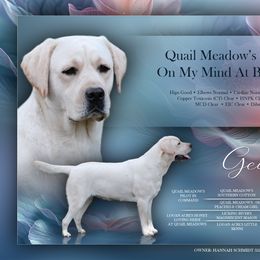 Georgie - Labrador Retriever