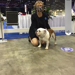 Clover - Bulldog