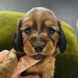 Girl 4 - female Dachshund puppy in Altus, Oklahoma from Johnson Prairie Pups