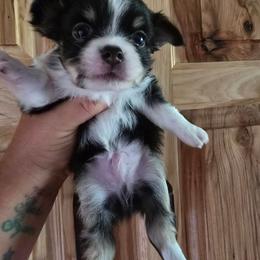 Baxter - Black and white male Chihuahua puppy in Amity, Pennsylvania from Baxters Chihuahuas