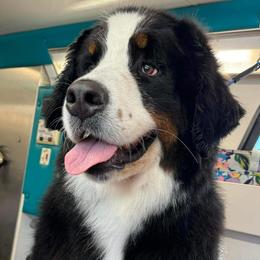 Peaches - Bernese Mountain Dog