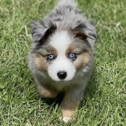Miniature Australian Shepherds and Toy Australian Shepherds from North West Louisiana Aussies