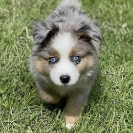 Miniature Australian Shepherds and Toy Australian Shepherds from North West Louisiana Aussies