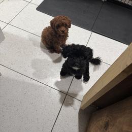 Poodle Puppies from Avcpoodles