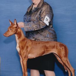 Pharaoh Hounds from Kaije Kennels - AKC Breeder of Merit - Bronze